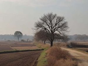 ਅੱਜ ਮੌਸਮ ਦਾ ਕੋਈ ਅਲਰਟ ਨਹੀਂ